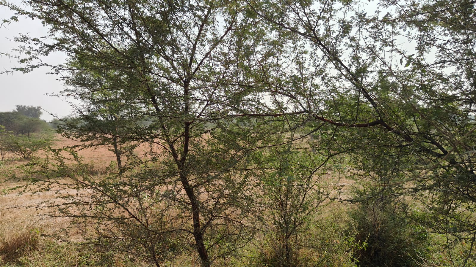 266 square yard, JDA, East, Residential plot is available for sale at Jagatpura