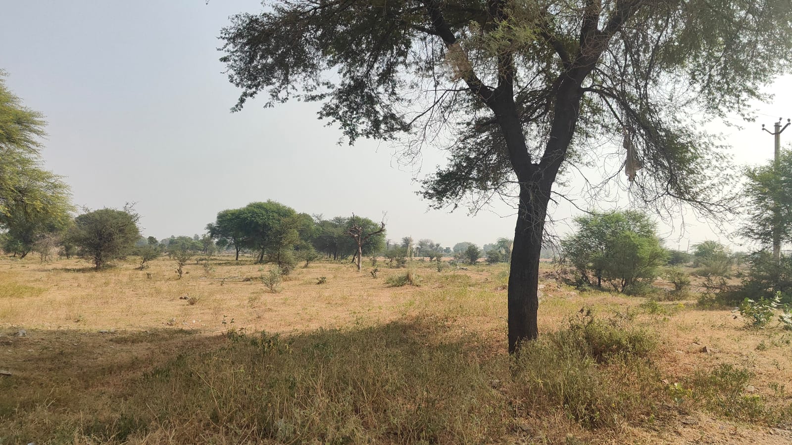 1250 square meter, JDA, North South, Commercial plot is available for sale at Ring Road